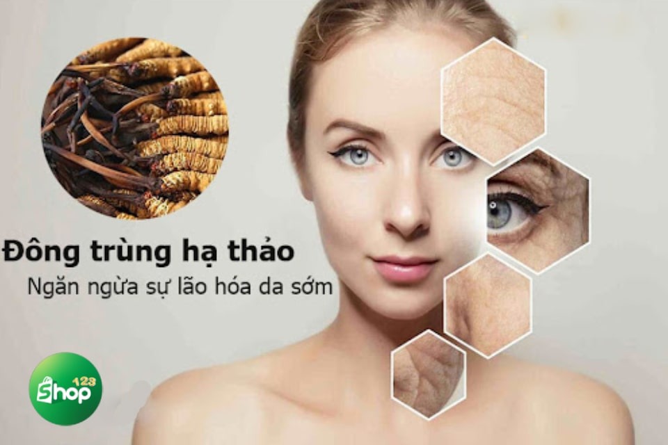 Đông trùng hạ thảo giúp ngăn chặn quá trình lão hoá da sớm