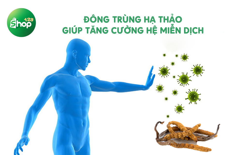 Tác dụng của đông trùng hạ thảo