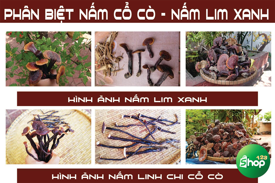 nấm cổ cò