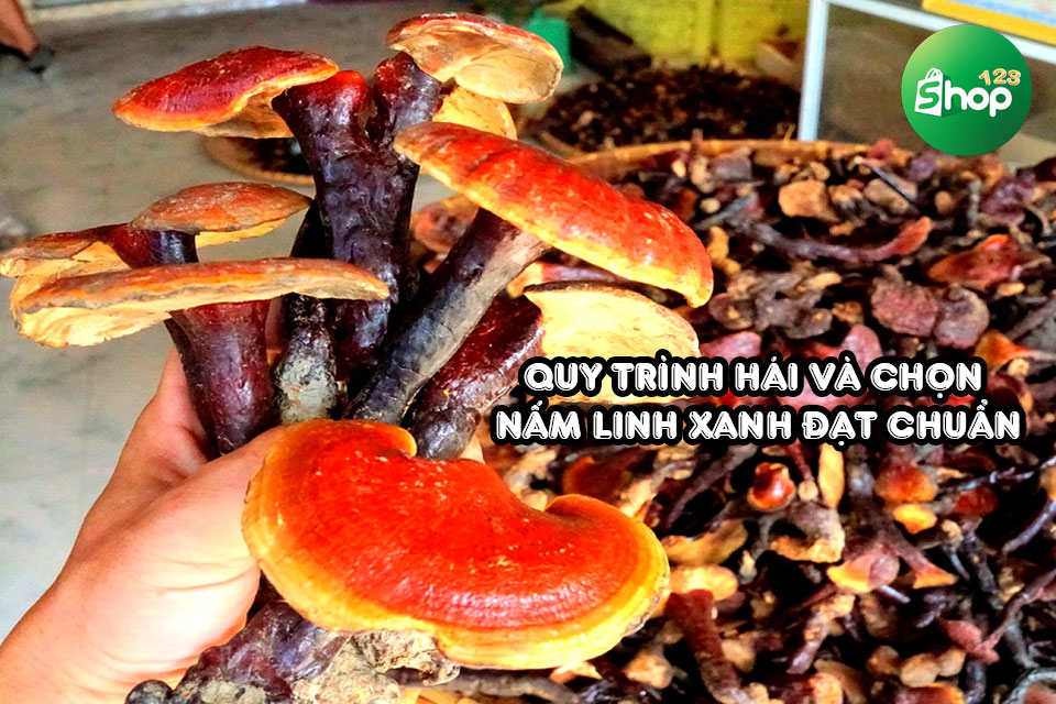 giá nấm lim xanh