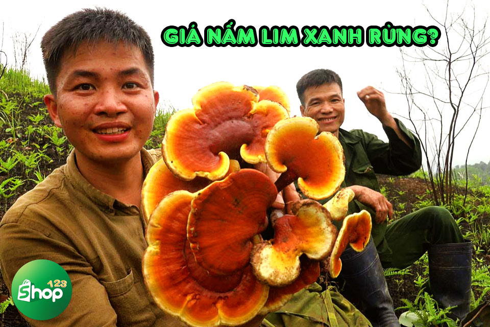 giá nấm lim xanh