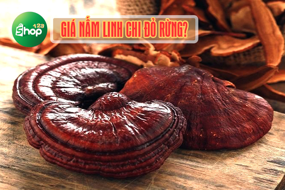 giá nấm linh chi rừng