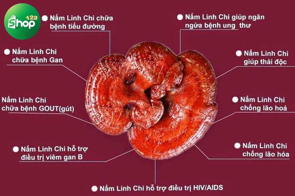 giá nấm linh chi rừng