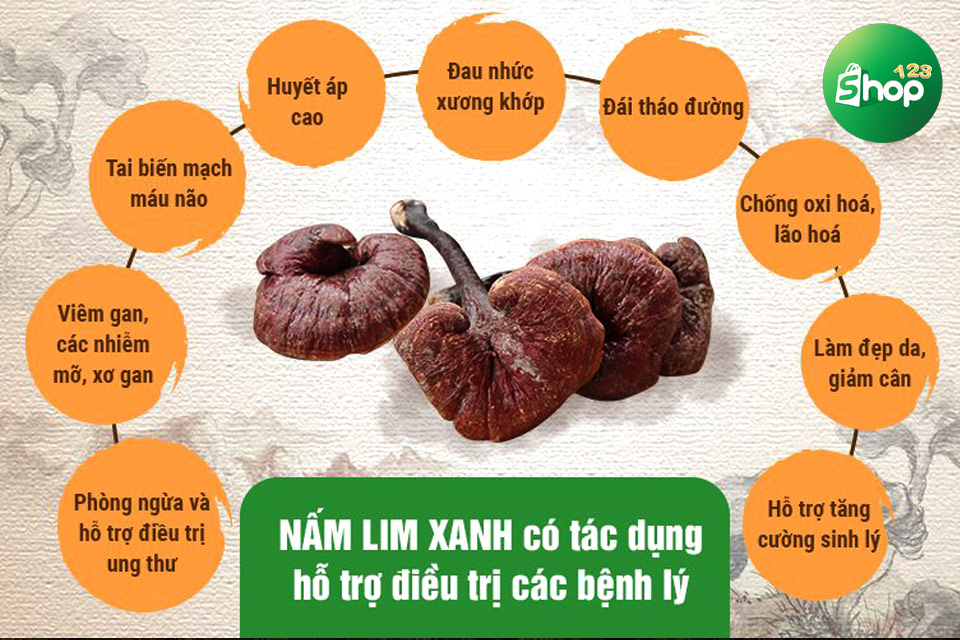 nấm lim xanh