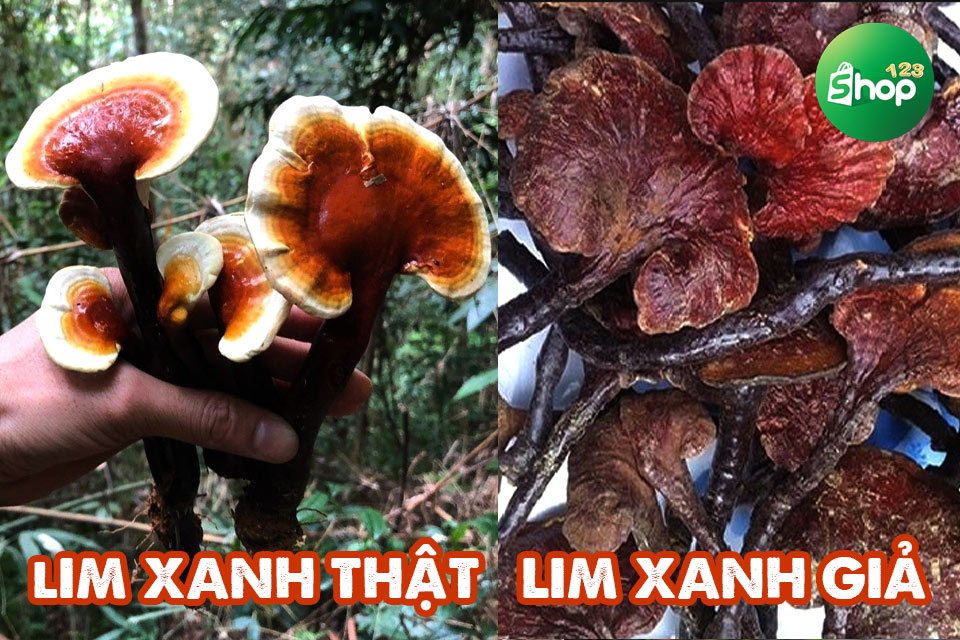 nấm lim xanh