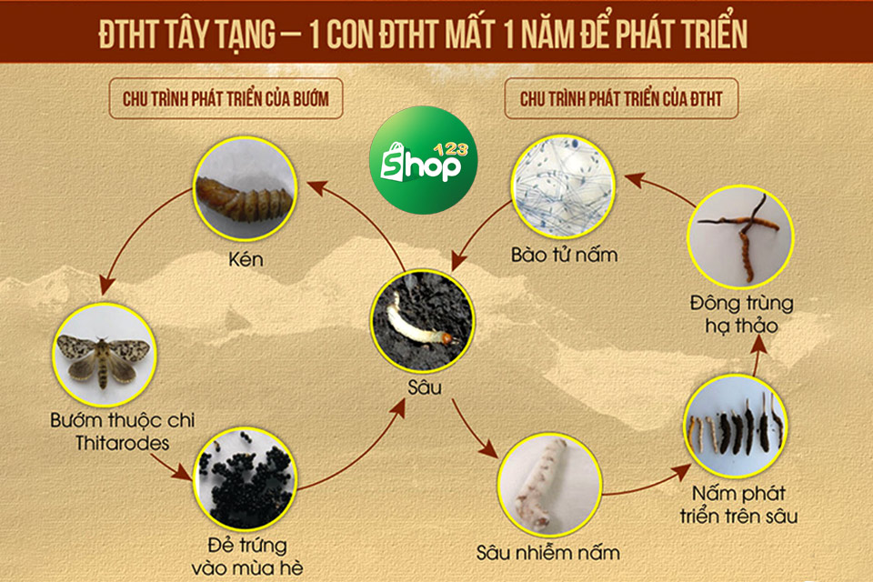 nguồn gốc đông trùng hạ thảo