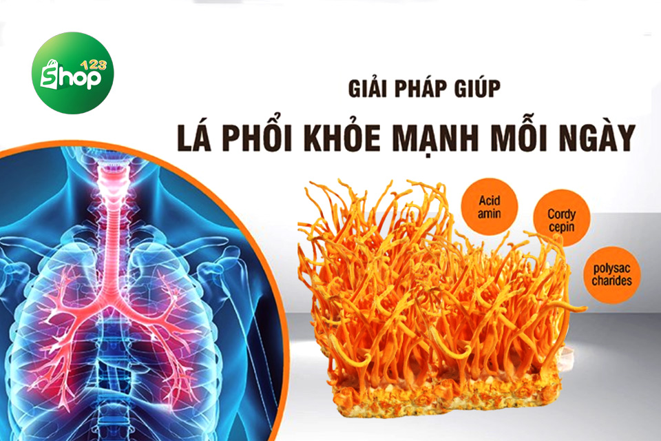 tác dụng đông trùng hạ thảo tươi